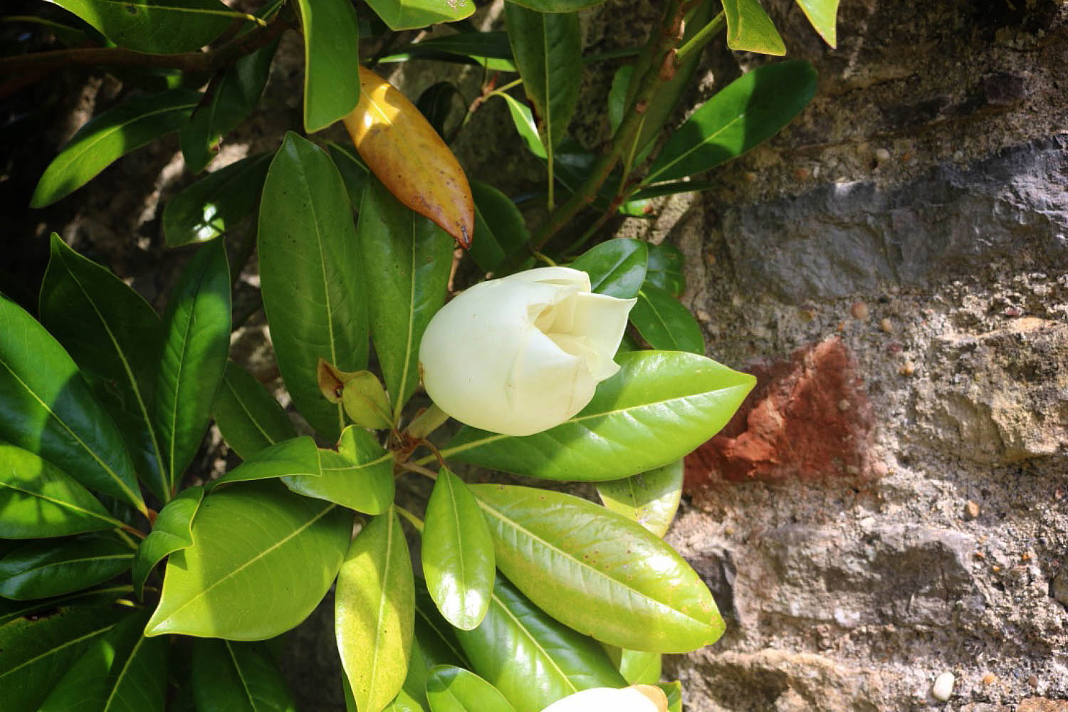 image of a rhodedendron outside the door at The Garden House, Lilycombe Farm