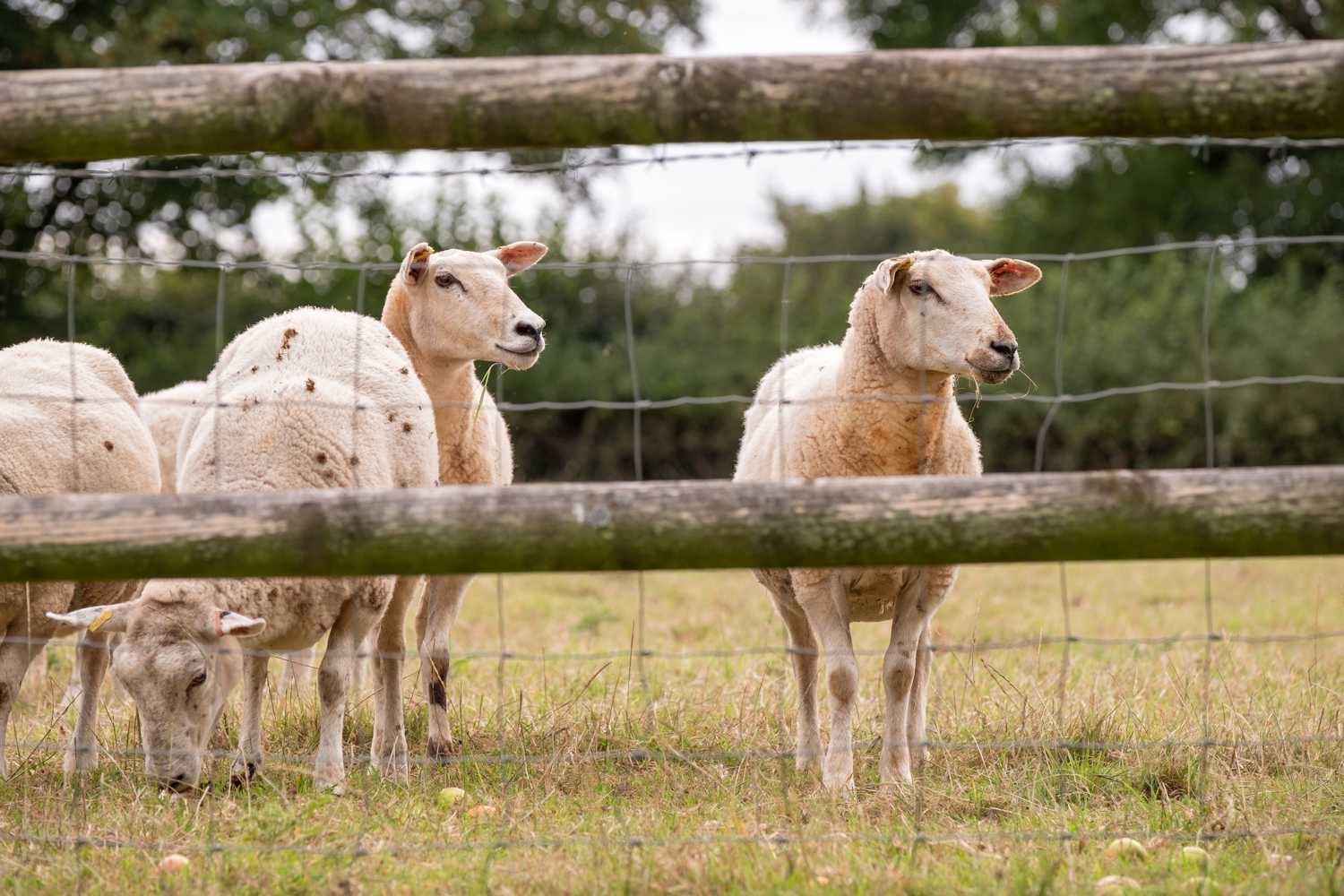 Lilycombe Holidays Sheep.jpg