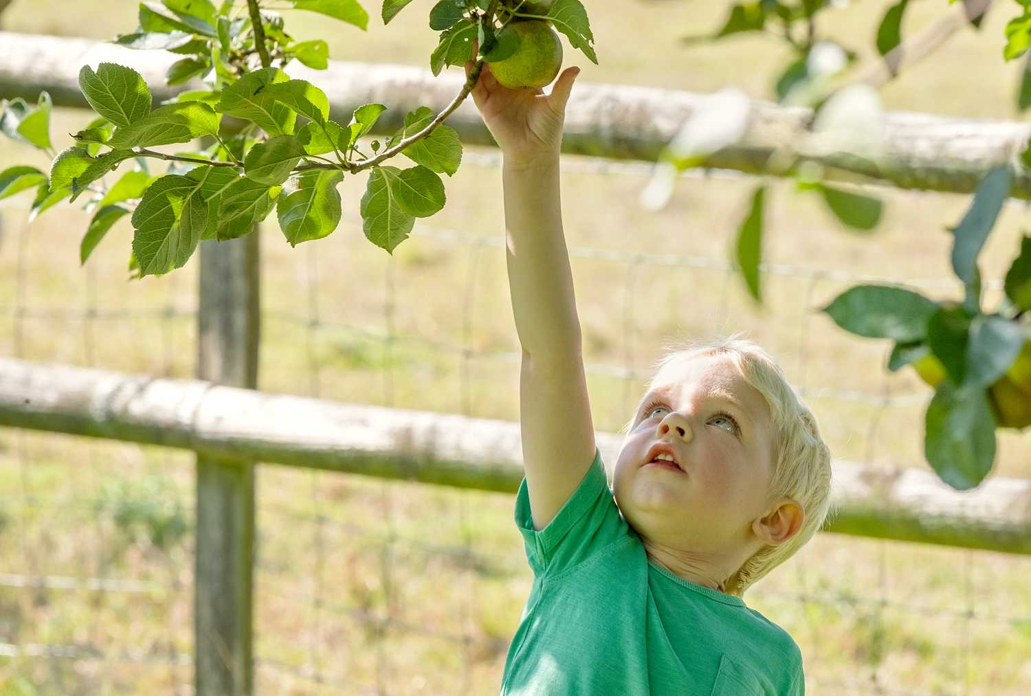 apple picking Lilycombe.jpg