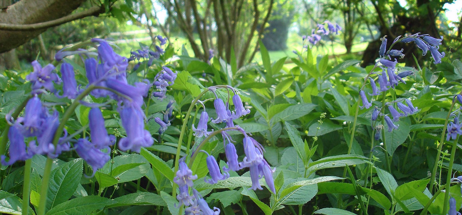 Bluebells at Lilycombe Farm
