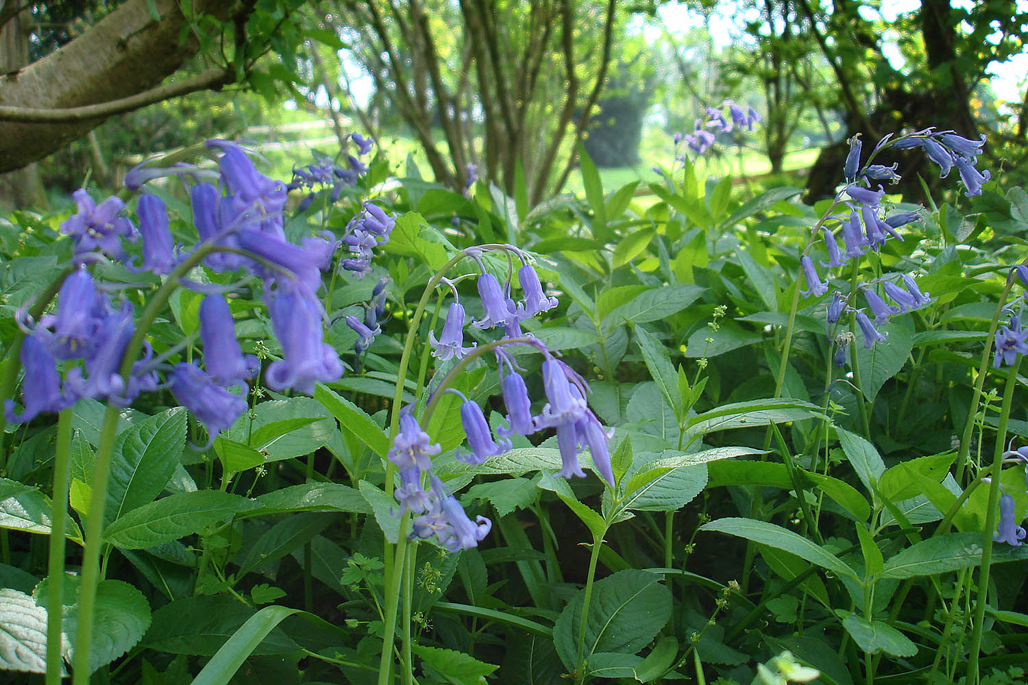 Bluebells in the woods near Lilycombe Farm
