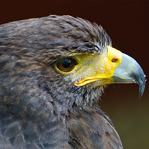 Falconry